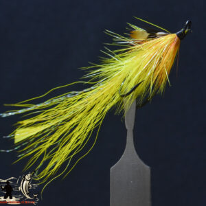 Pot Belly Pig Yellow Salmon Double