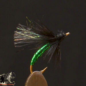 Green black sedge
