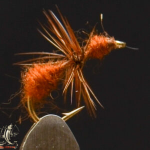 Ant brown