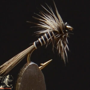 Grizzle midge