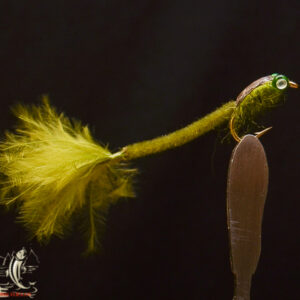 Damsel olive eyeed