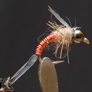 Tungstern heed brown copper nymph