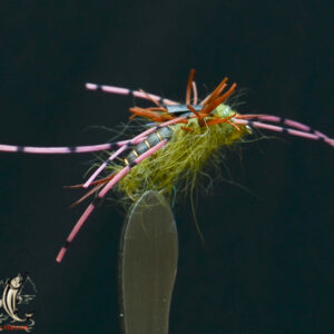 Olive bumble gum stonefly