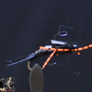 Nemee stonefly black
