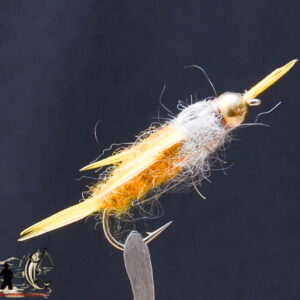 FlyCF1131_579