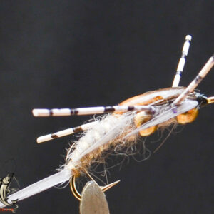 FlyCF1131_599