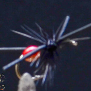 Attractor Ant