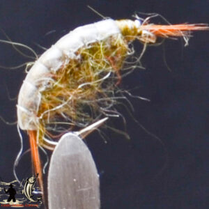 Hydroche caddis olive