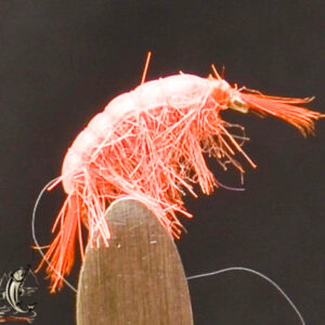 Flashback scud orange
