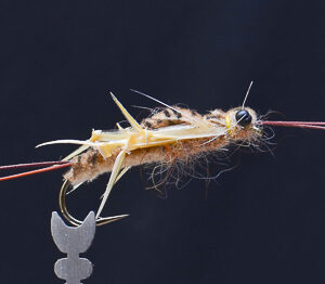 FlyCF1131_904
