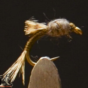 FlyCF1131_934
