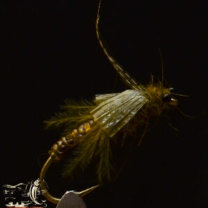 FlyCF1131_968