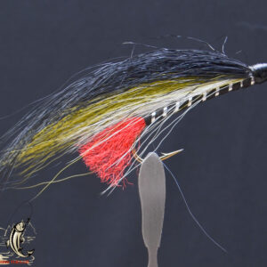 Olive Black Nose Dace