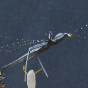 CandyFlies_999_556