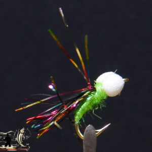 Booby flash rainbow
