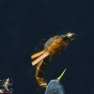 Brown biot nymph