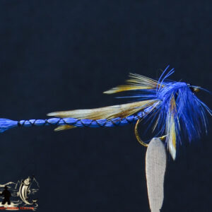Blue damsel daddy