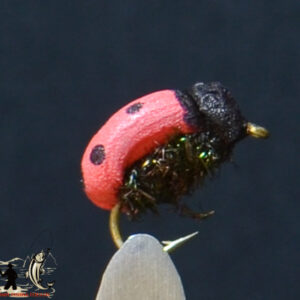 Real lady bug