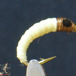 White maggot