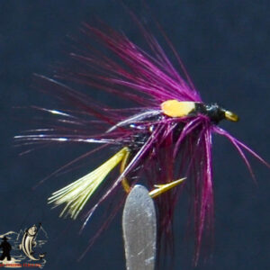 Bh carrot nymph